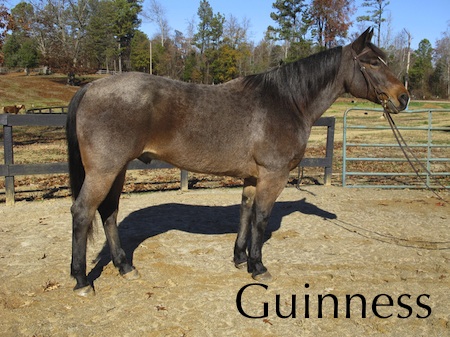 Guinness