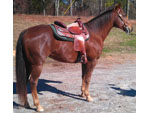 Nifty, a Scott Morris Performance Horse